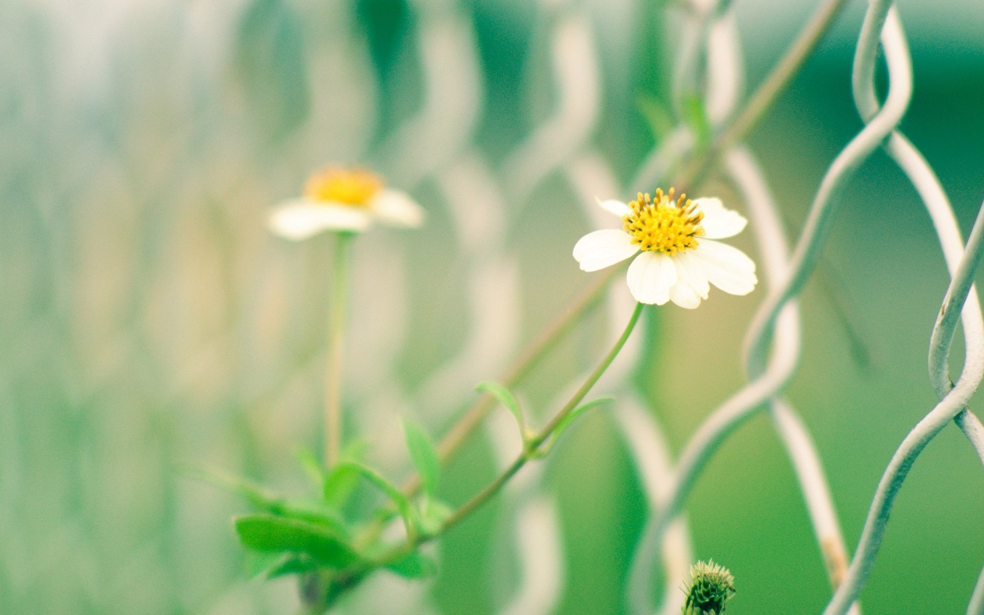 macro fiori fiorellino bianco giallo verde griglia cancello recinzione recinzione sfocatura sfondo carta da parati widescreen schermo intero widescreen widescreen