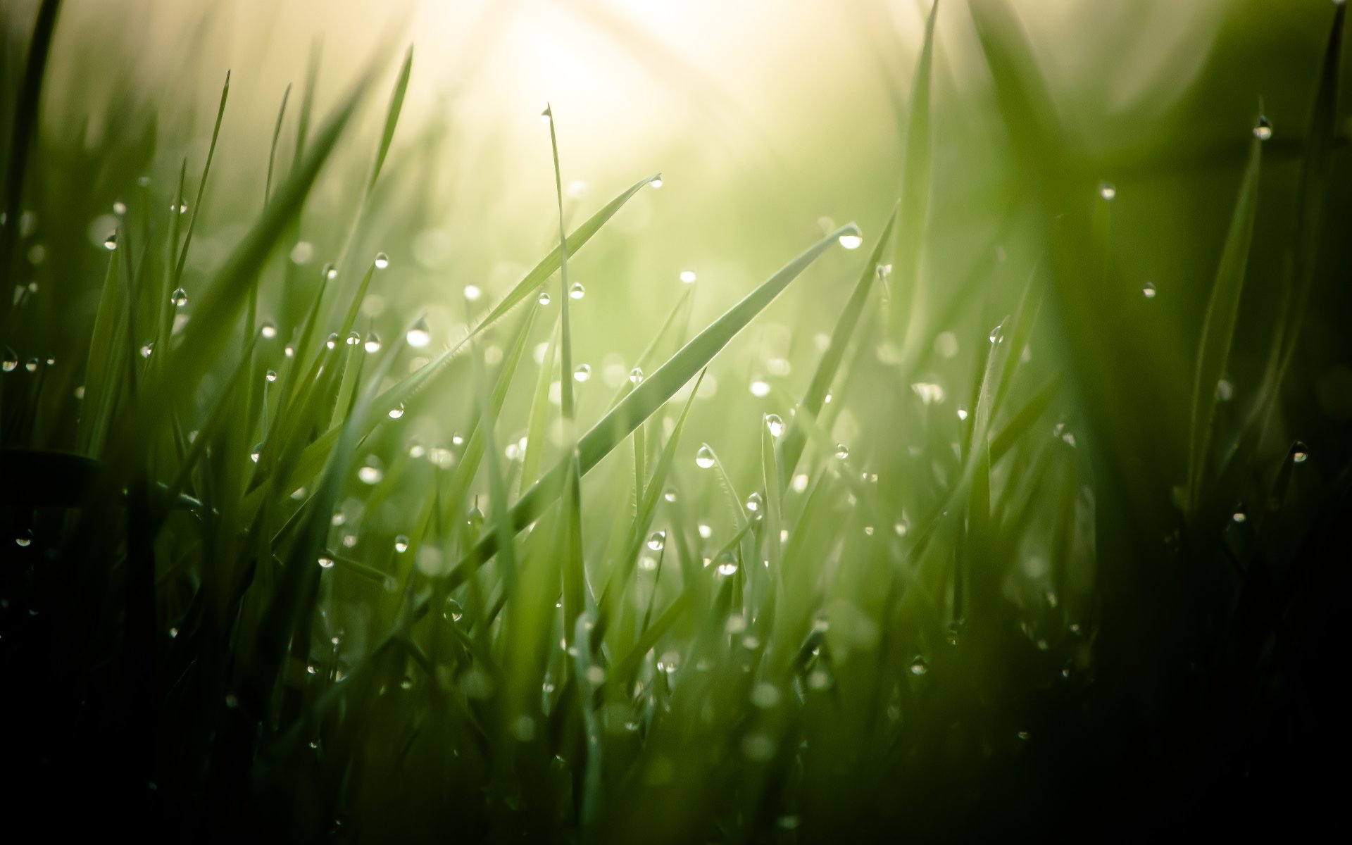 close up grass rosa drops blur