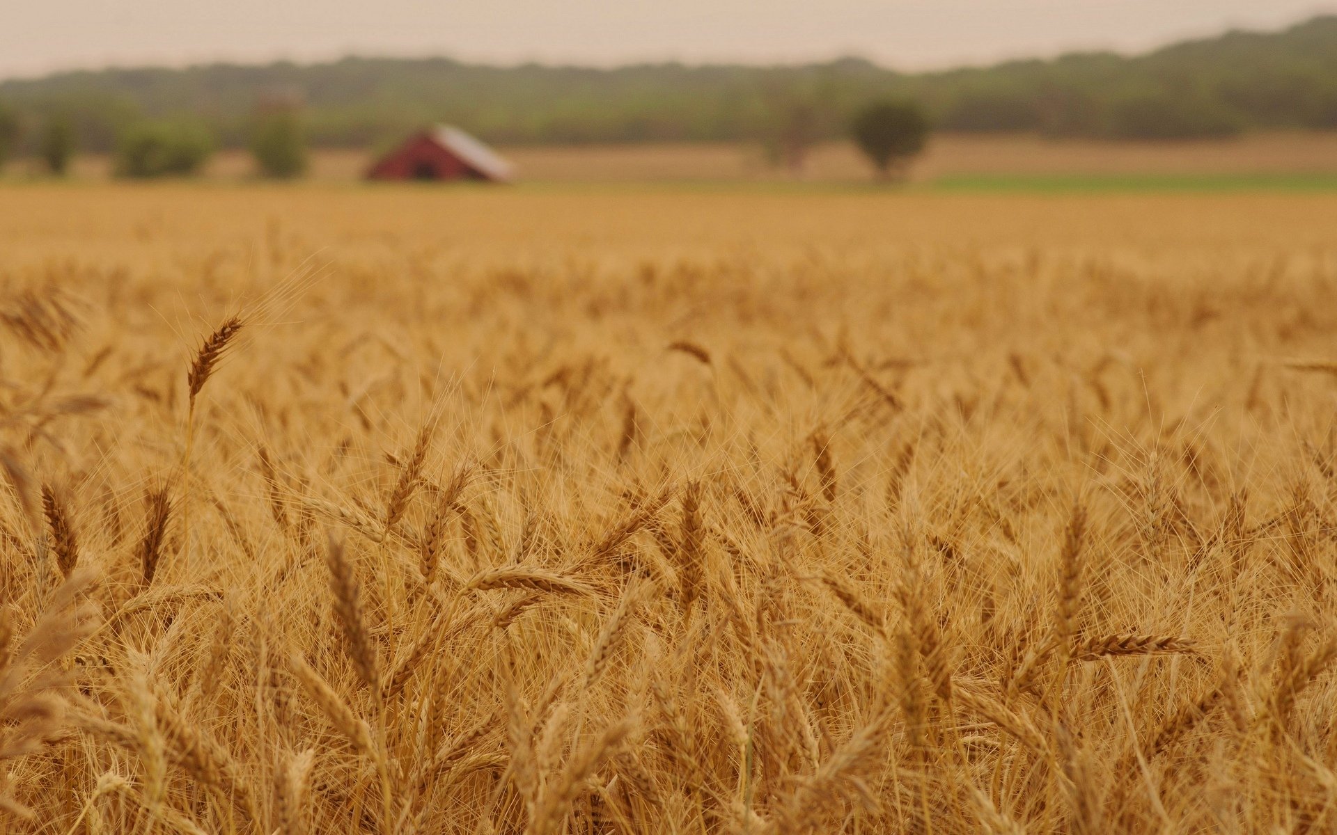 macro nature wheat rye ears spikelets spikelet field macro background wallpaper widescreen fullscreen widescreen widescreen