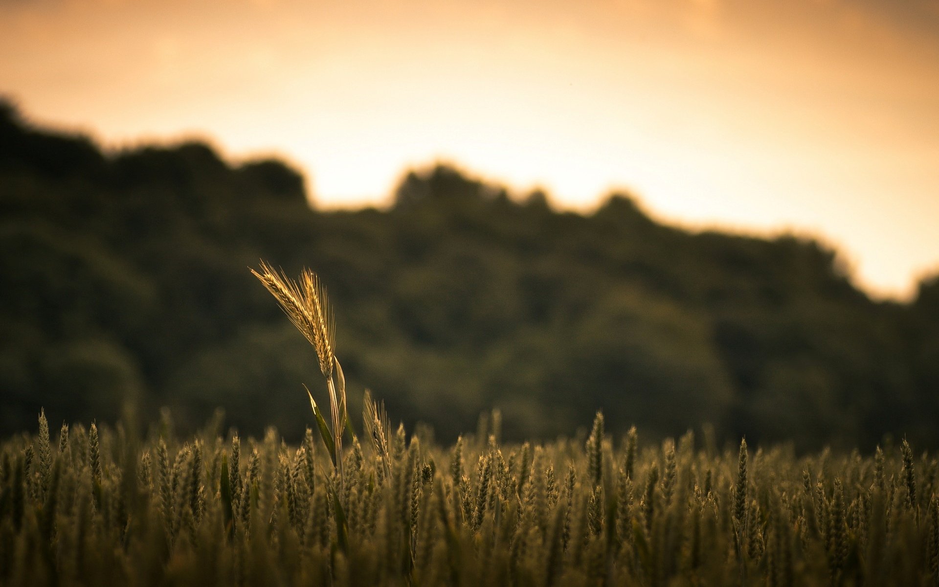 makro feld roggenweizen pflanze makro natur hintergrund tapete widescreen vollbild widescreen widescreen