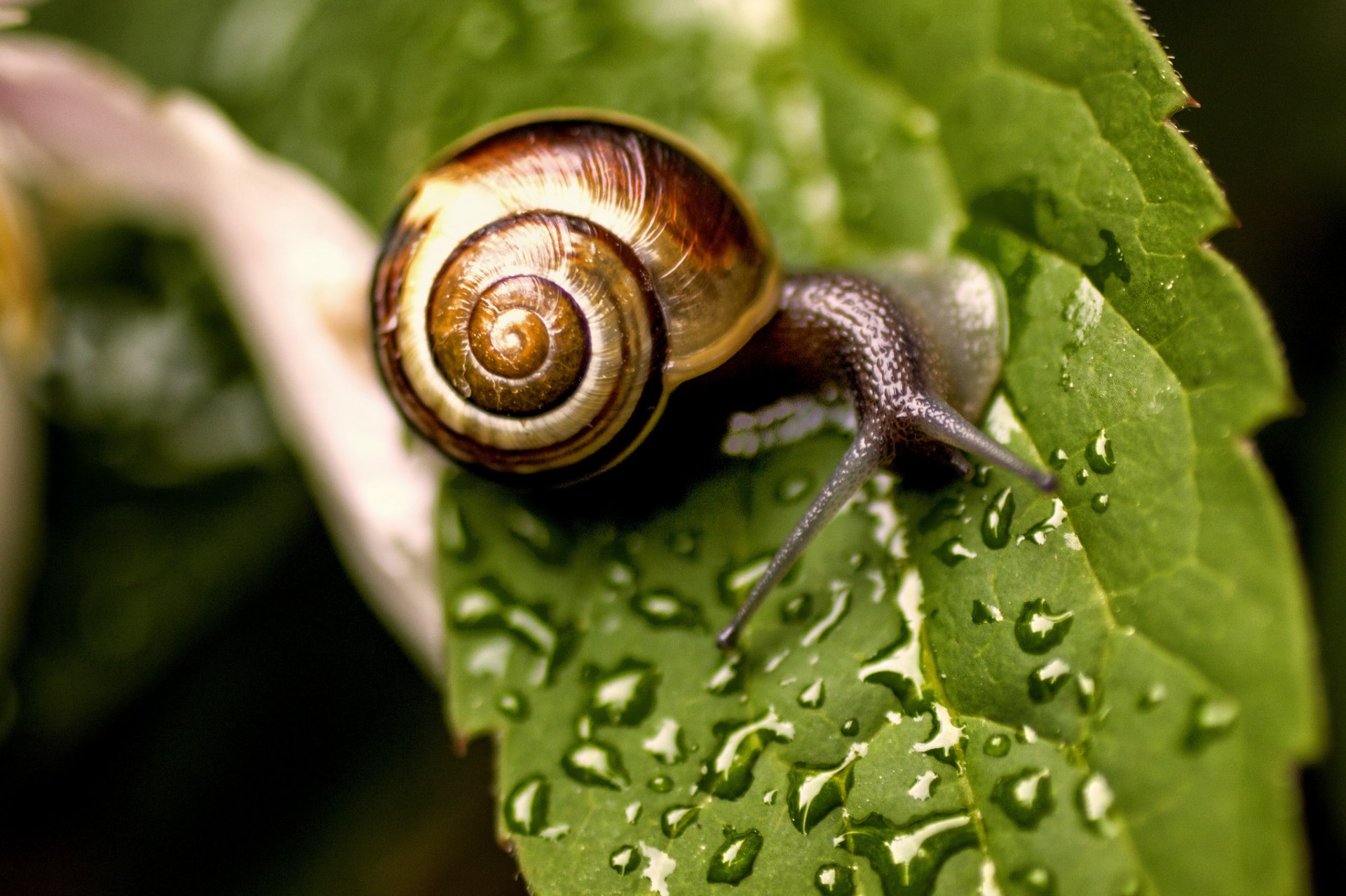 feuille goutte d eau escargot