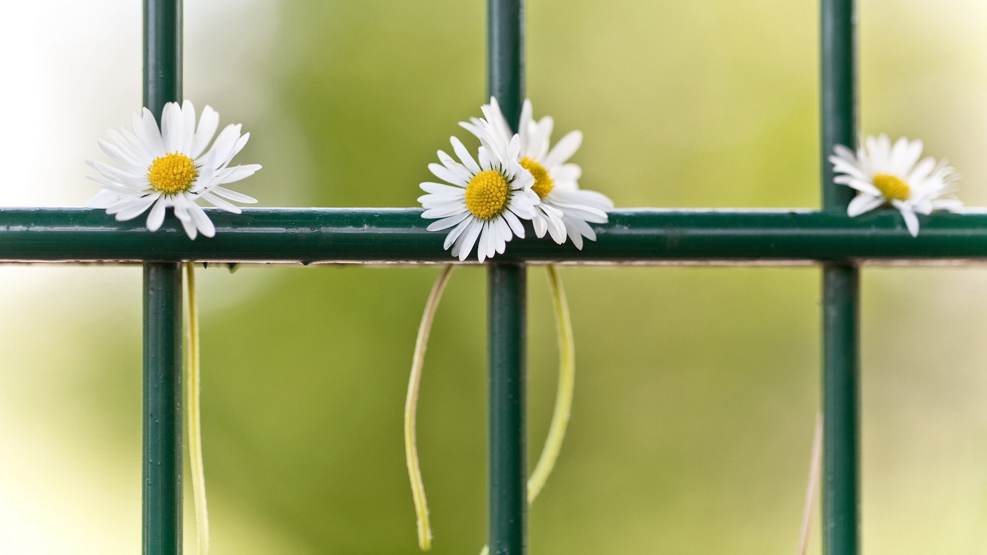 chamomile fence close up