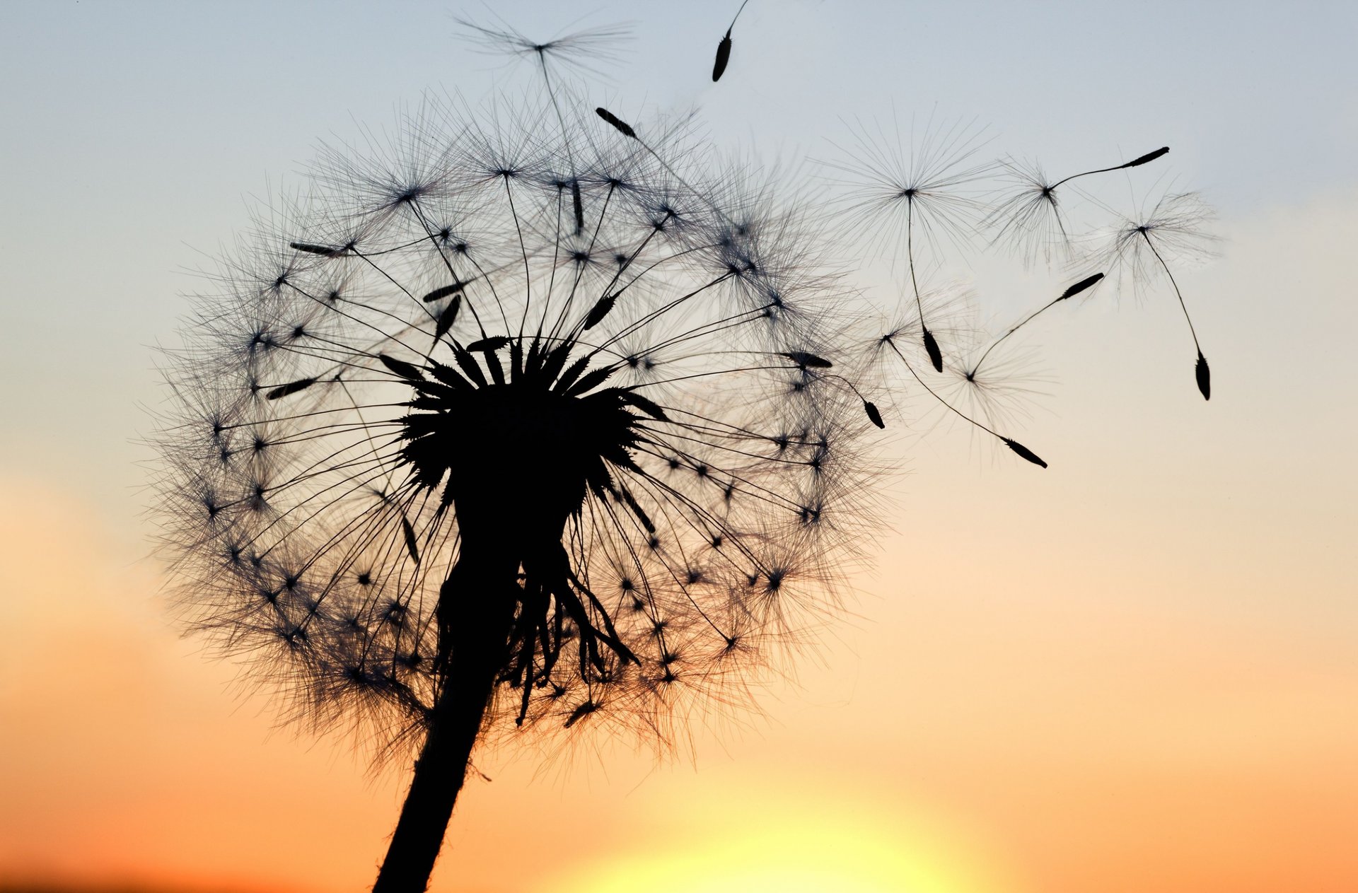 close up dandelion silhouette plant flower sunset sky background wallpaper widescreen full screen hd wallpaper