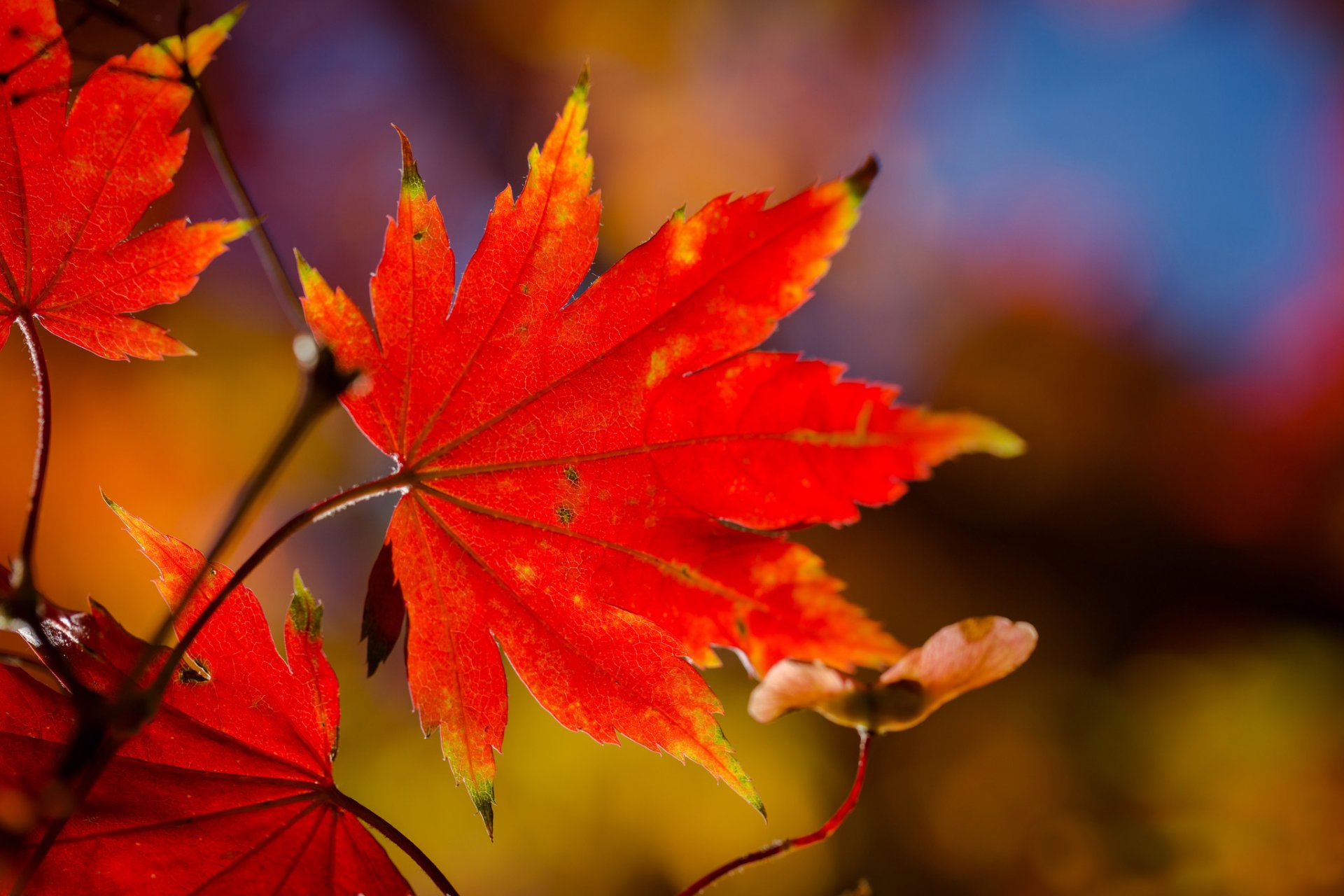 branch leaves autumn red maple close up