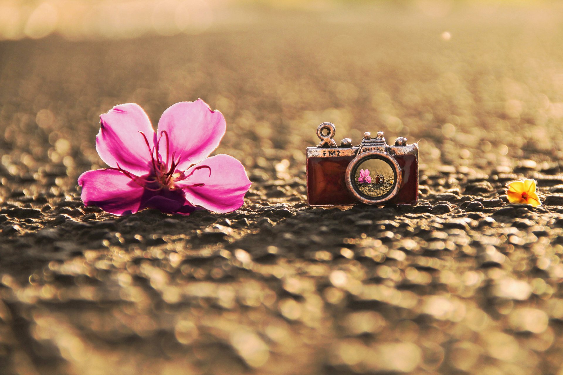 macro pendentif pendentif appareil photo appareil photo fleur fleur rose réflexion asphalte terre fond papier peint écran large plein écran écran large écran large