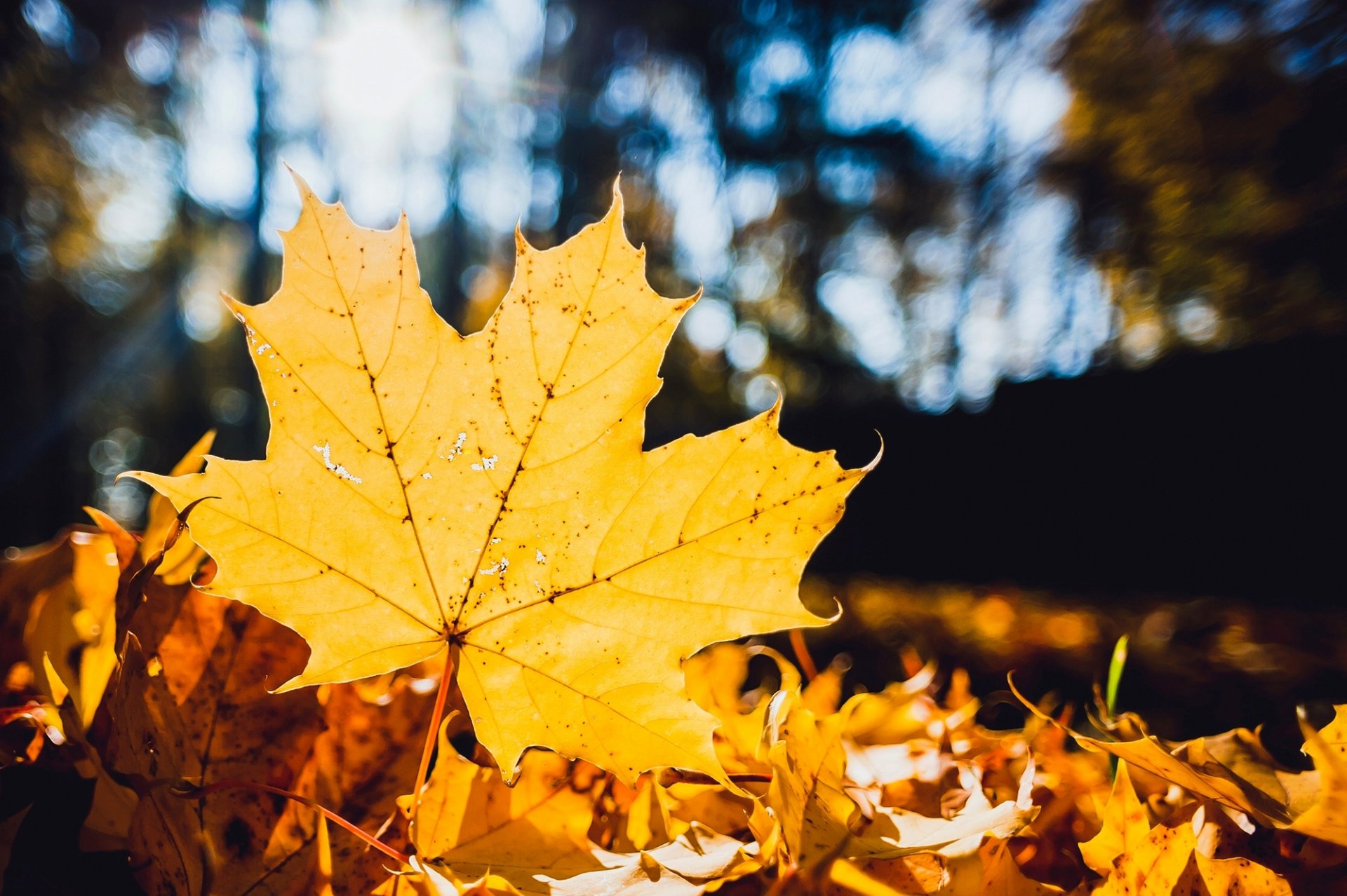 liść żółty klon liście suche opadłe bokeh natura makro jesień