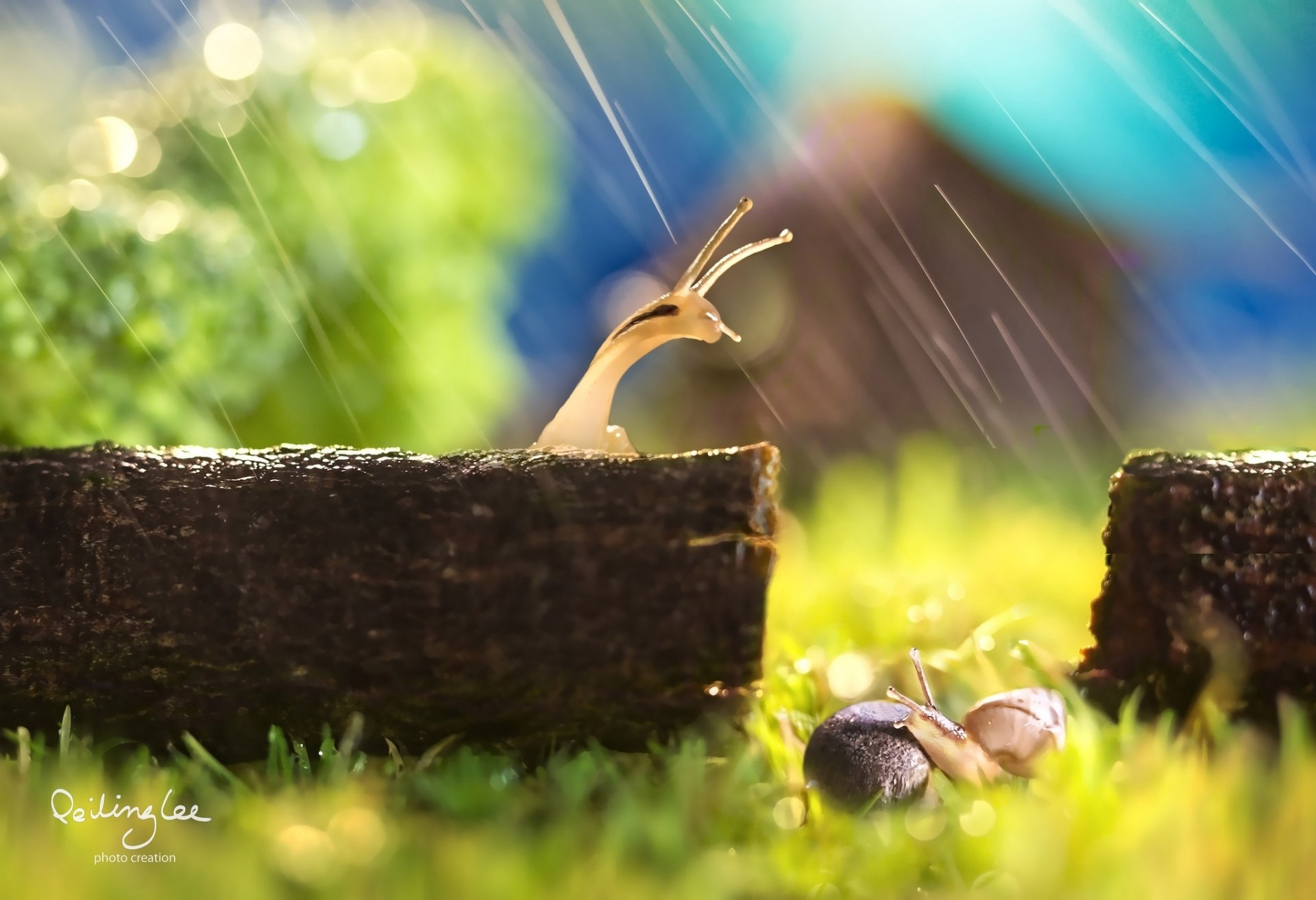 schnecken regen makro