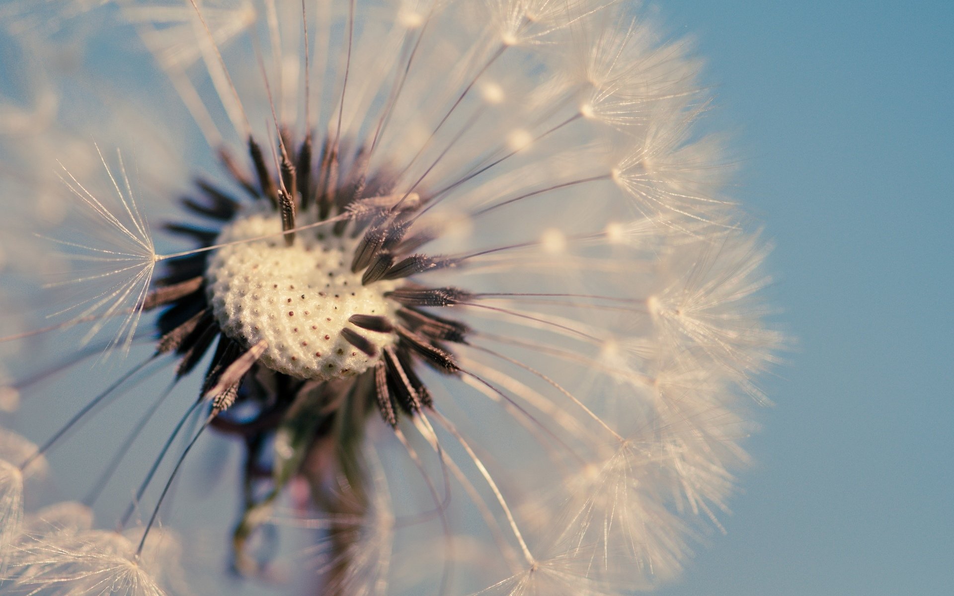 close up dandelion flower blue background wallpaper widescreen full screen hd wallpapers fullscreen