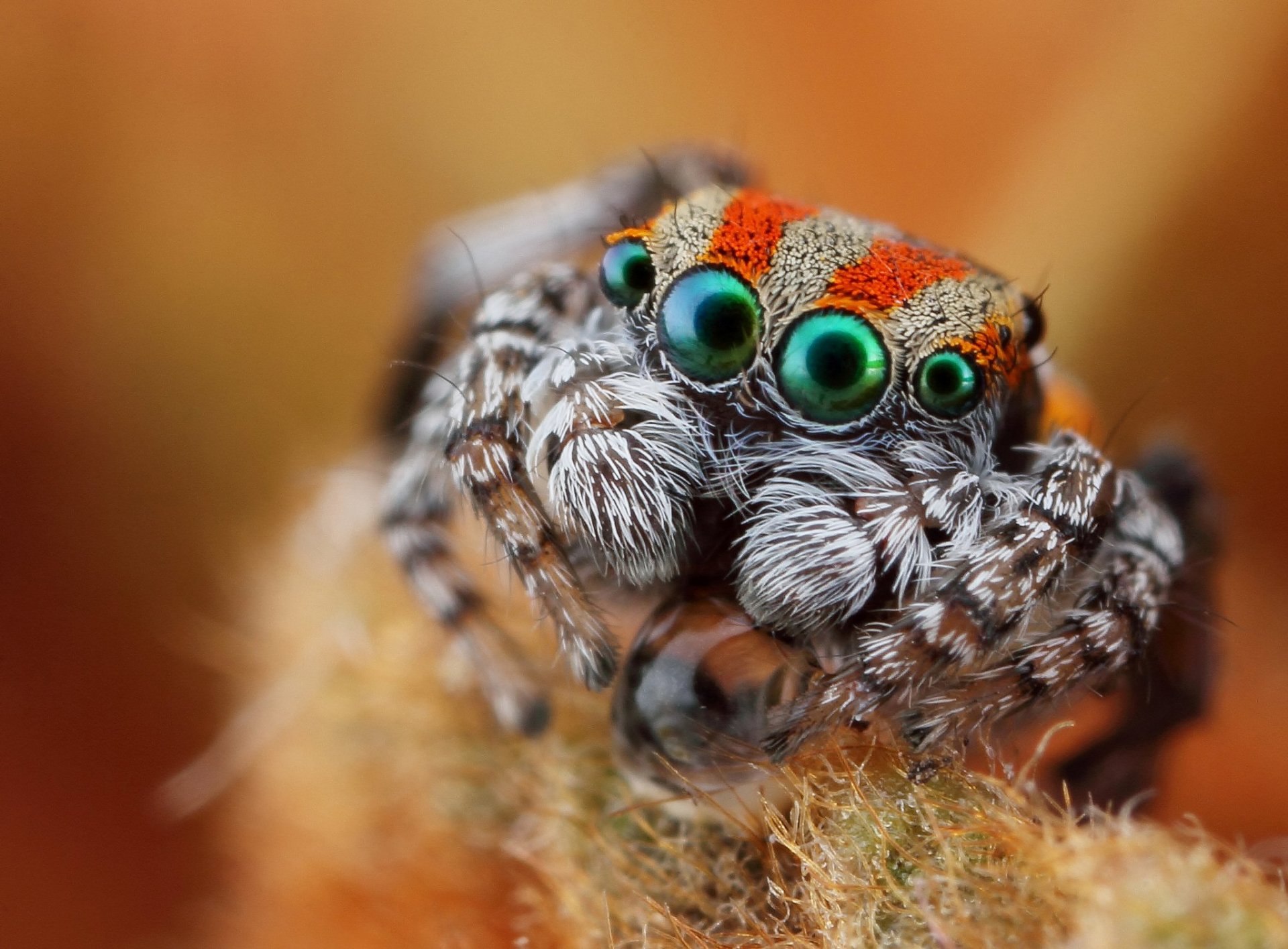 gros plan araignée jumper yeux vue