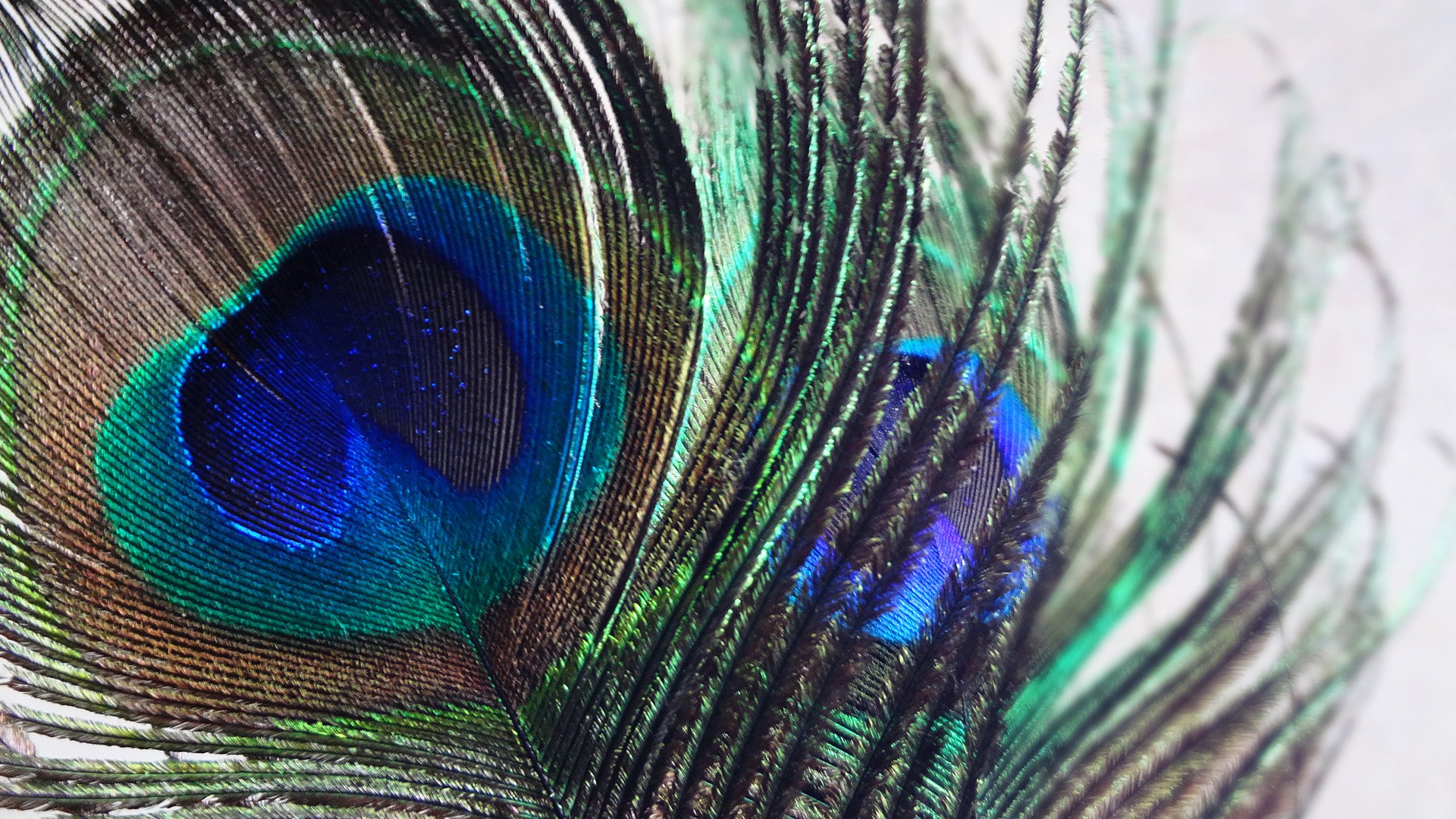 peacock feather macro swaroop nature bird wild color india