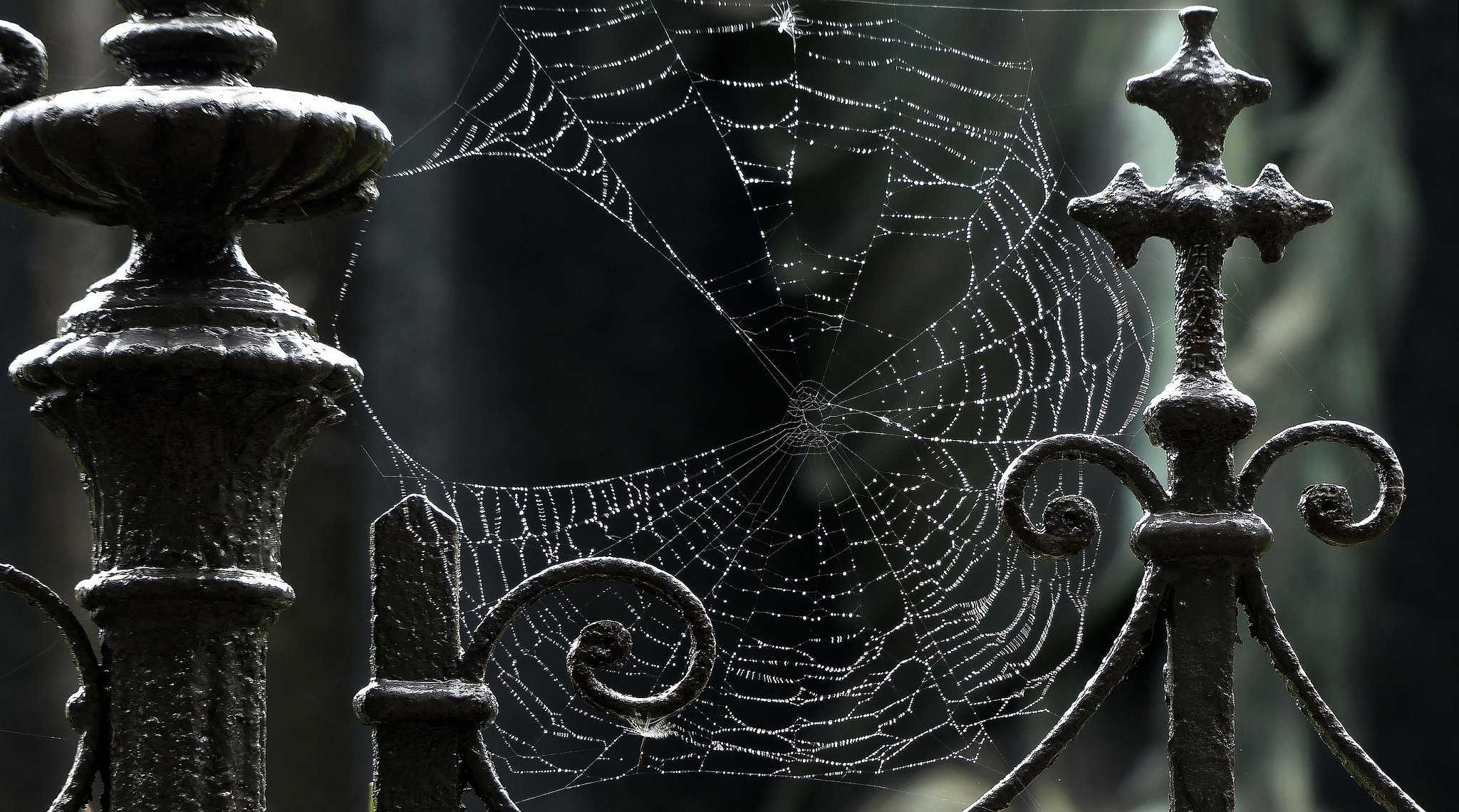 web drops fence steel black close up