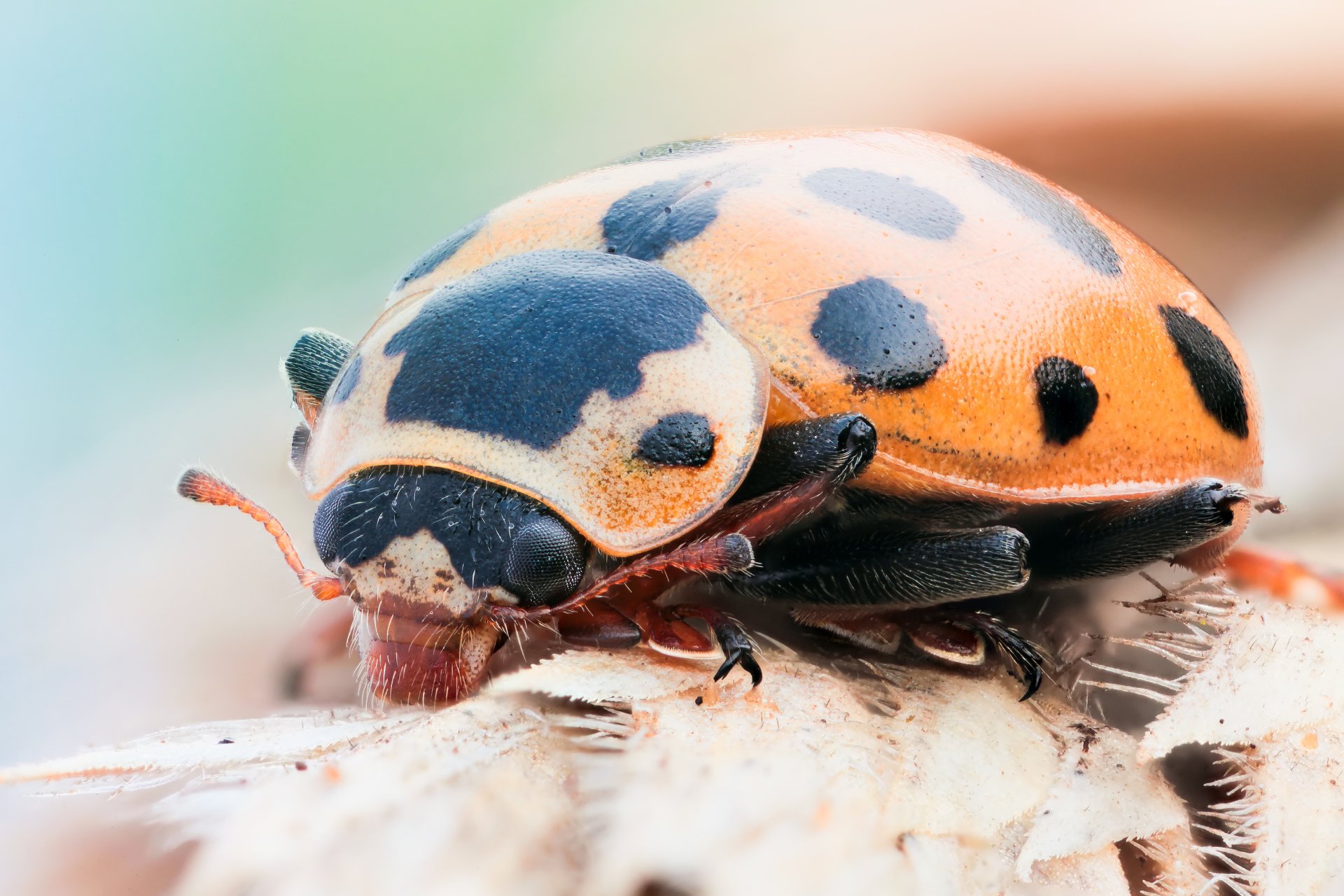 marienkäfer schwarz orange