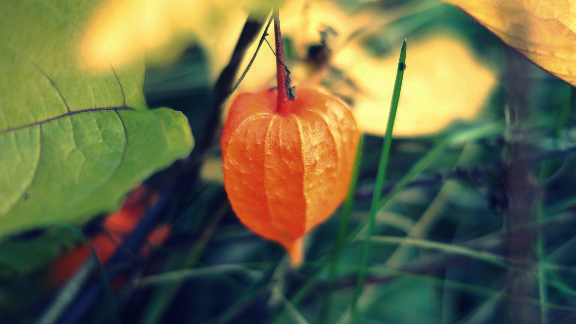 macro plante physalis lampe de poche chinoise orange feuilles arbre fond d écran