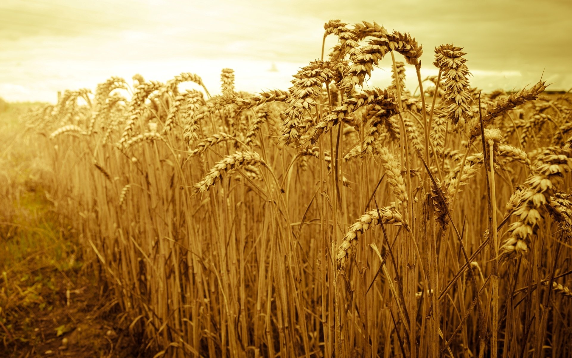 macro nature field wheat rye ears spikelets spikelet sun sky beautiful macro background wallpaper widescreen fullscreen widescreen widescreen