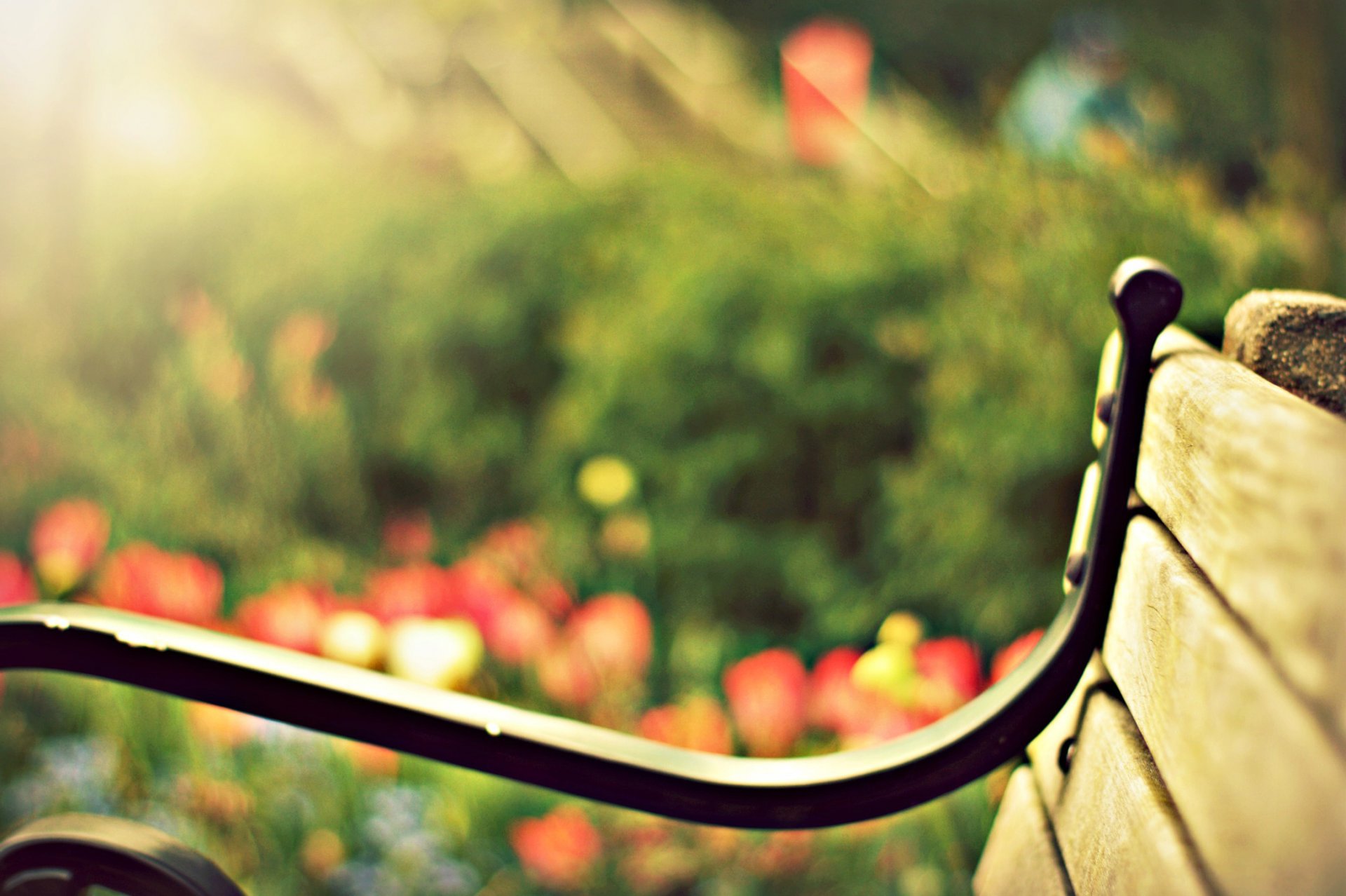 banc banc banc banc verdure fleurs nature soleil flou