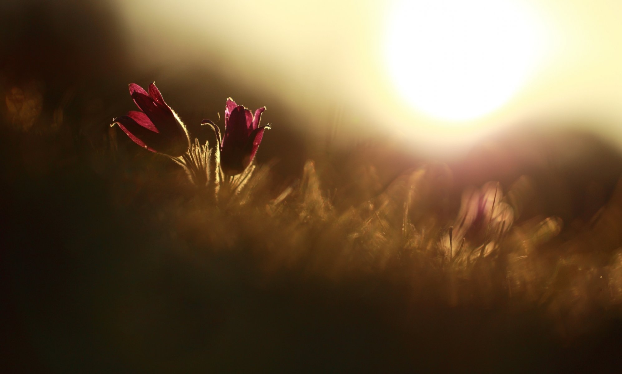 macro fiori fiori fiore rosso pianta sole sfondo carta da parati widescreen schermo intero widescreen widescreen