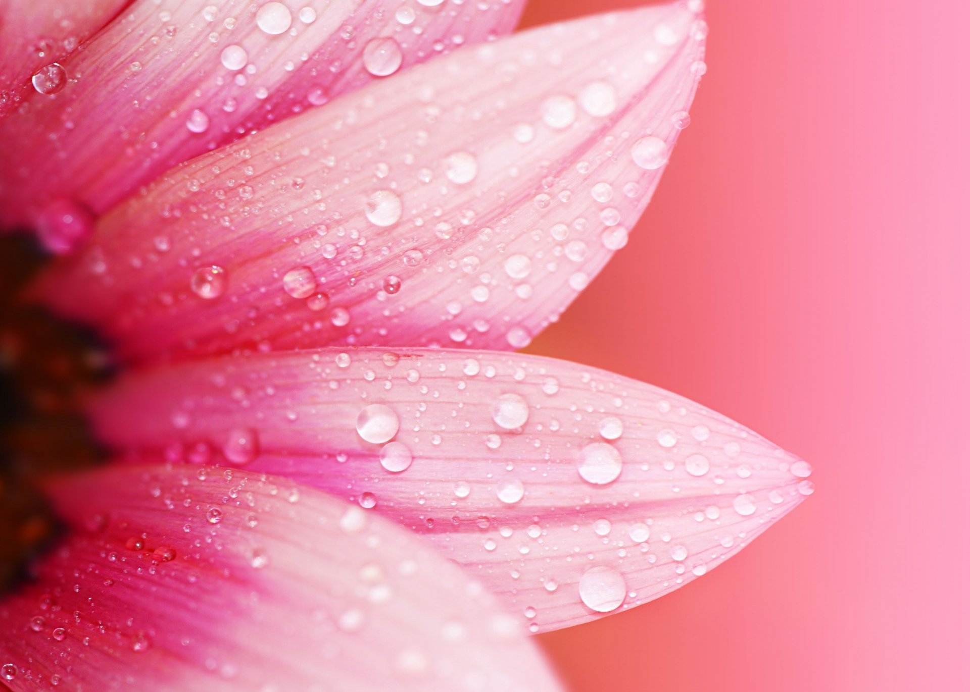 macro flower flower flowers pink petals dew drops water blur background macro wallpaper widescreen fullscreen widescreen