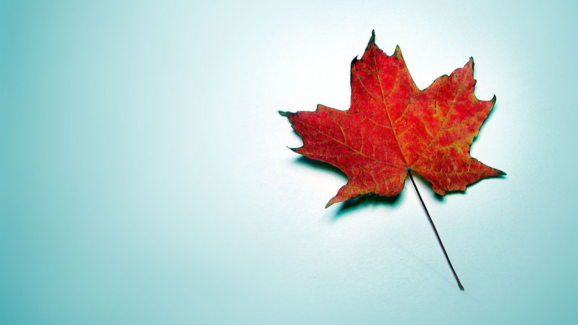 blue background autumn leaf red maple