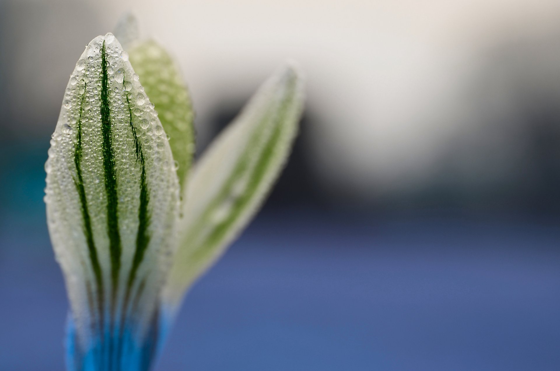 close up flower drops fabio cecchin