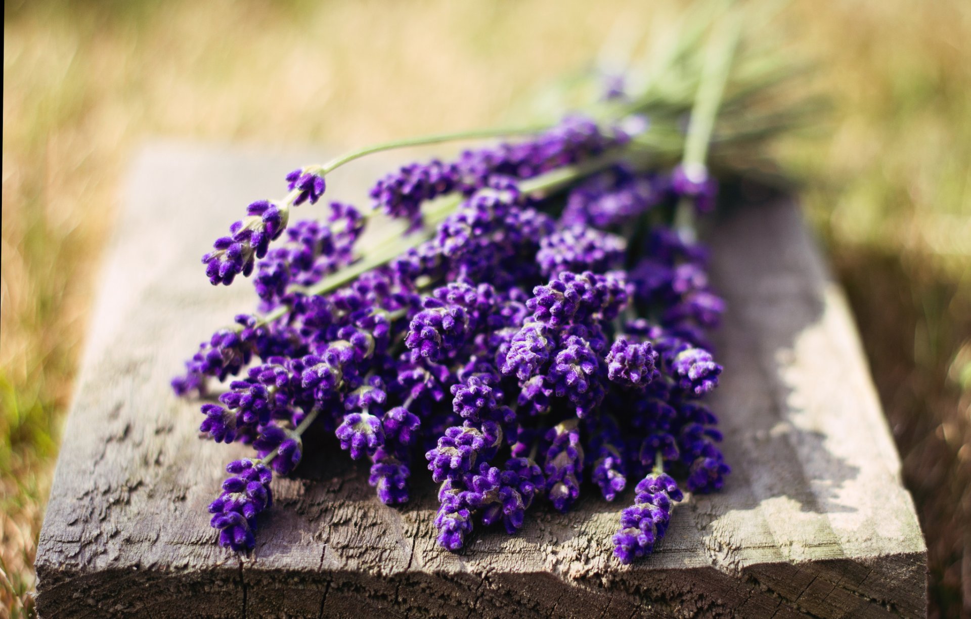 makro blumen blümchen lavendel lila gesättigt blume natur grün unschärfe hintergrund tapete widescreen vollbild widescreen widescreen