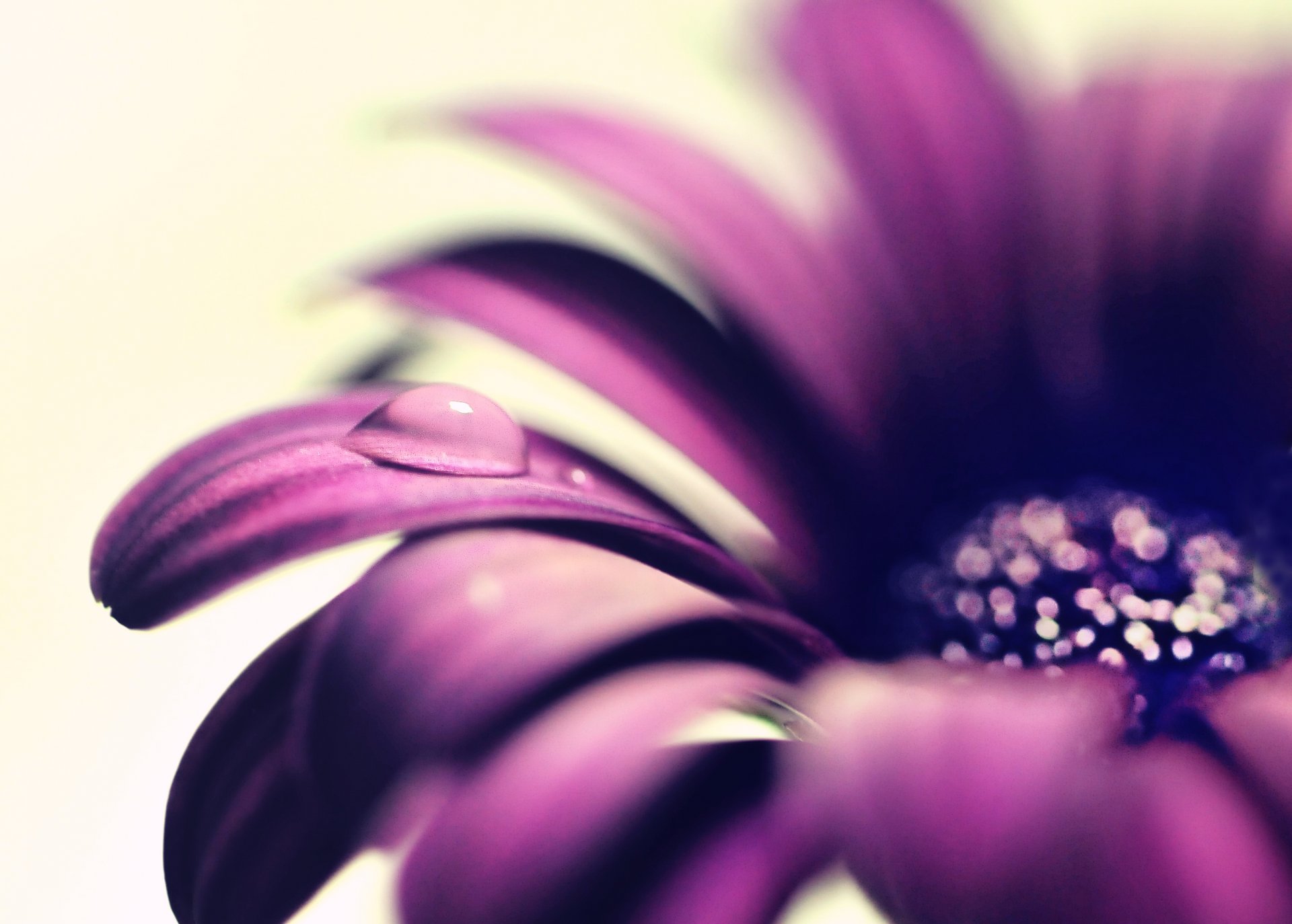 macro flowers flower flower drop dew water purple background wallpaper widescreen fullscreen widescreen widescreen