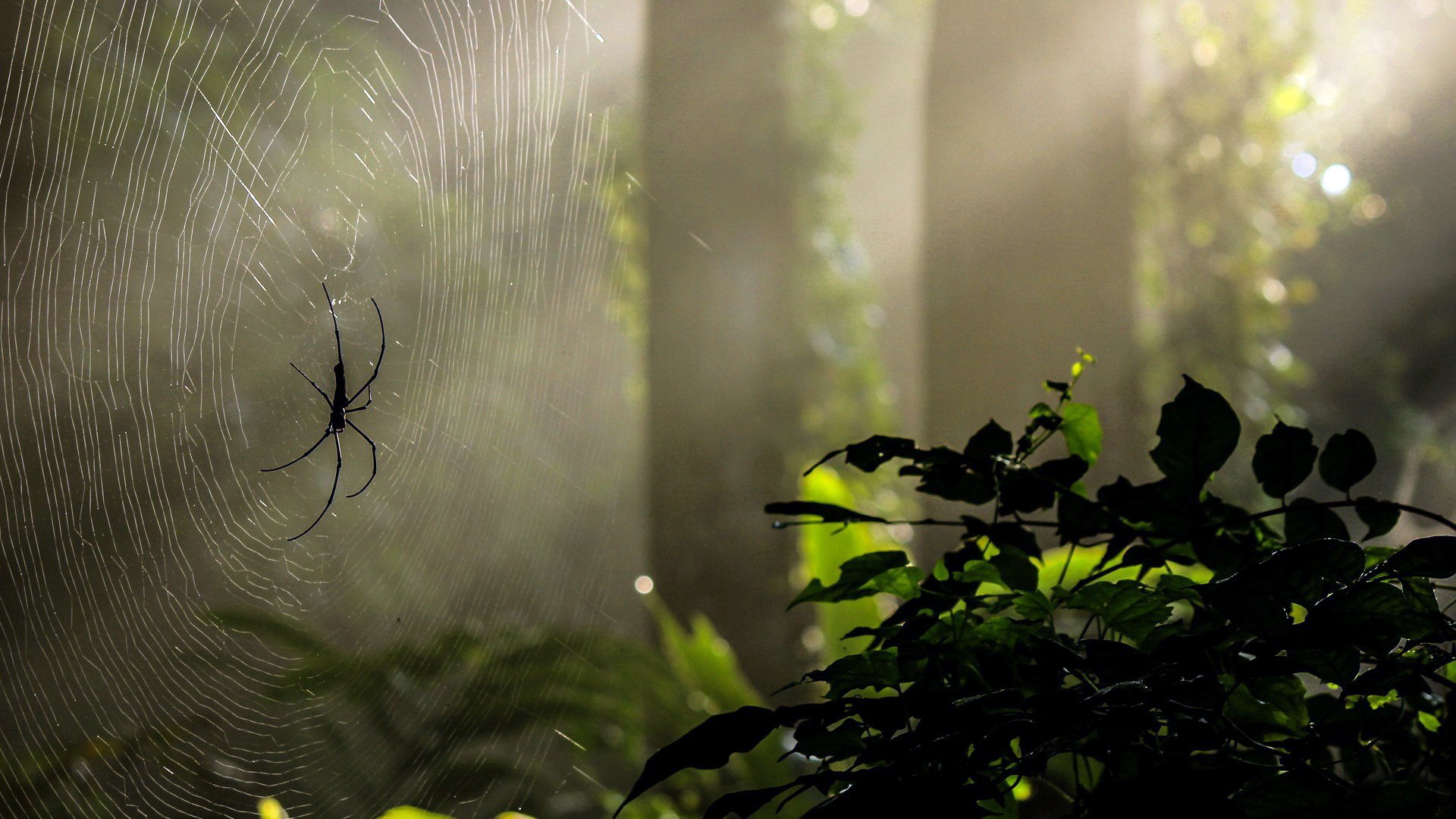 bosque naturaleza vegetación árboles telarañas araña luz rayos