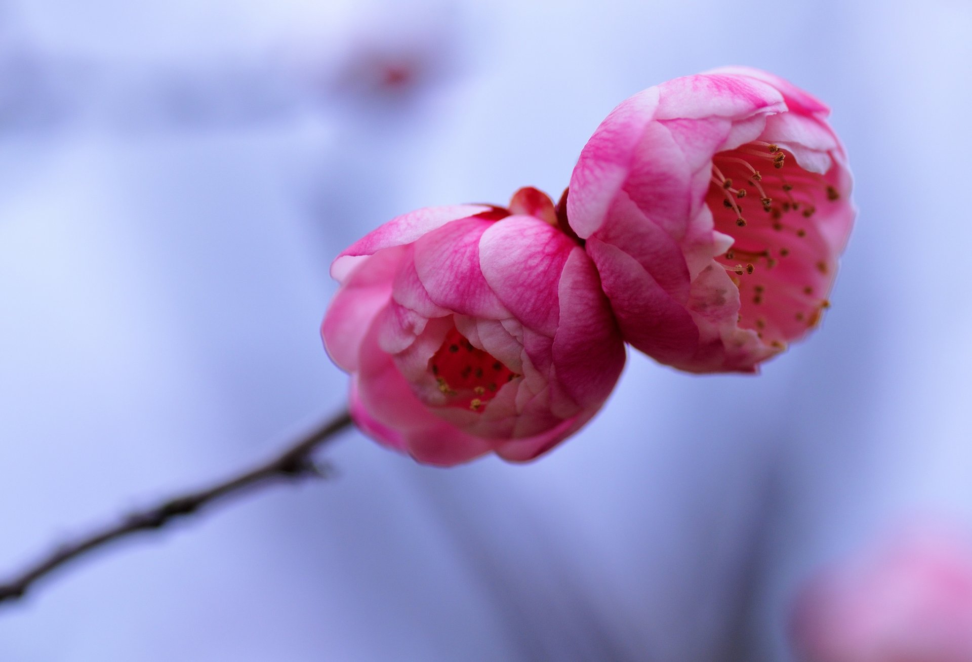 ciruela árbol ramita rosa flores pétalos macro desenfoque azul fondo