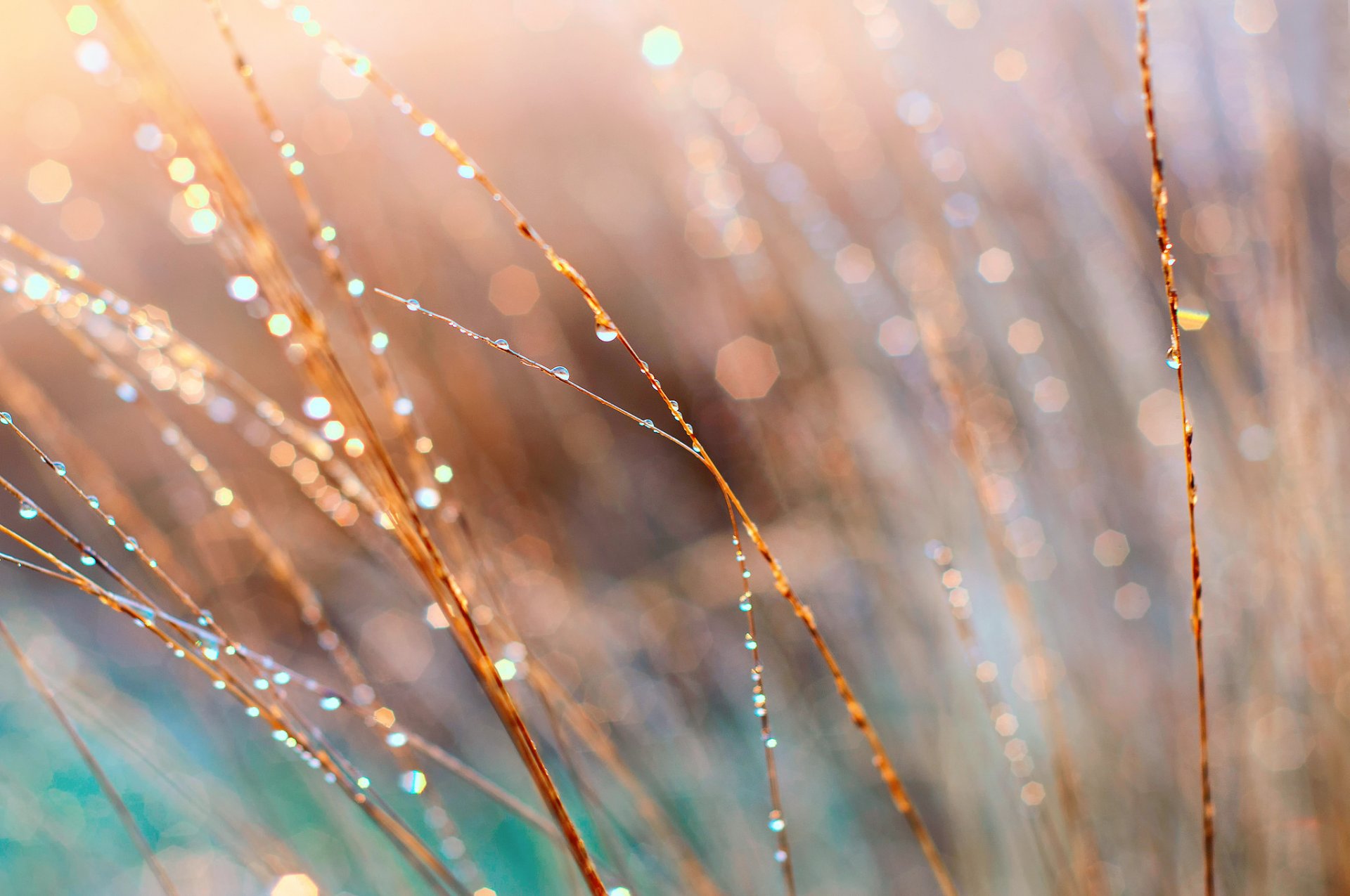 gros plan herbe matin rosée éblouissement lumière