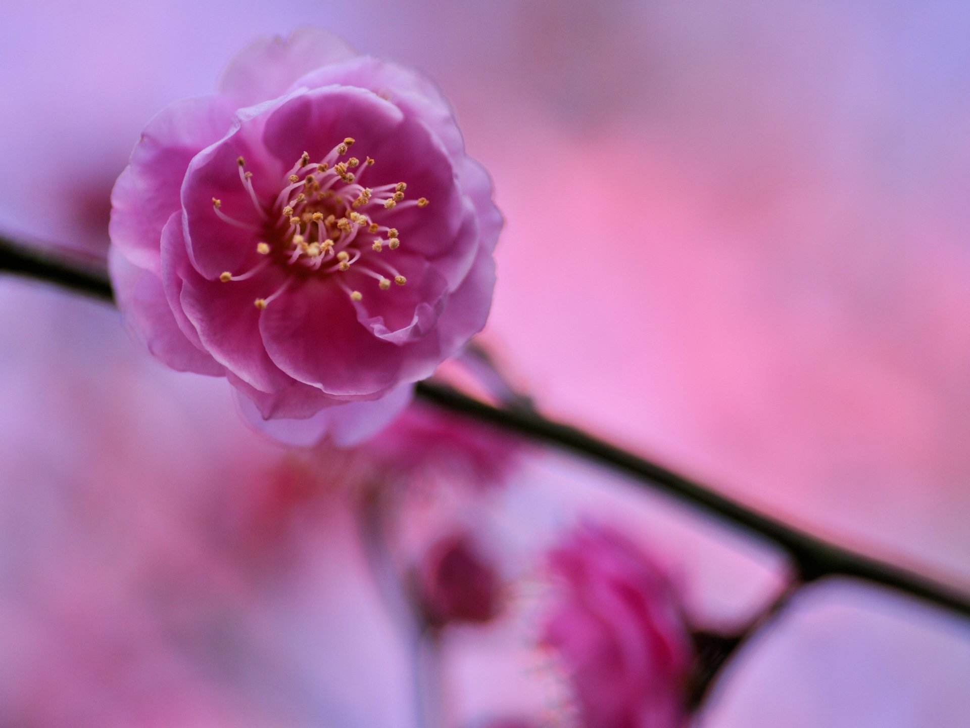 prugna albero ramoscello rosa fiore petali macro sfocatura