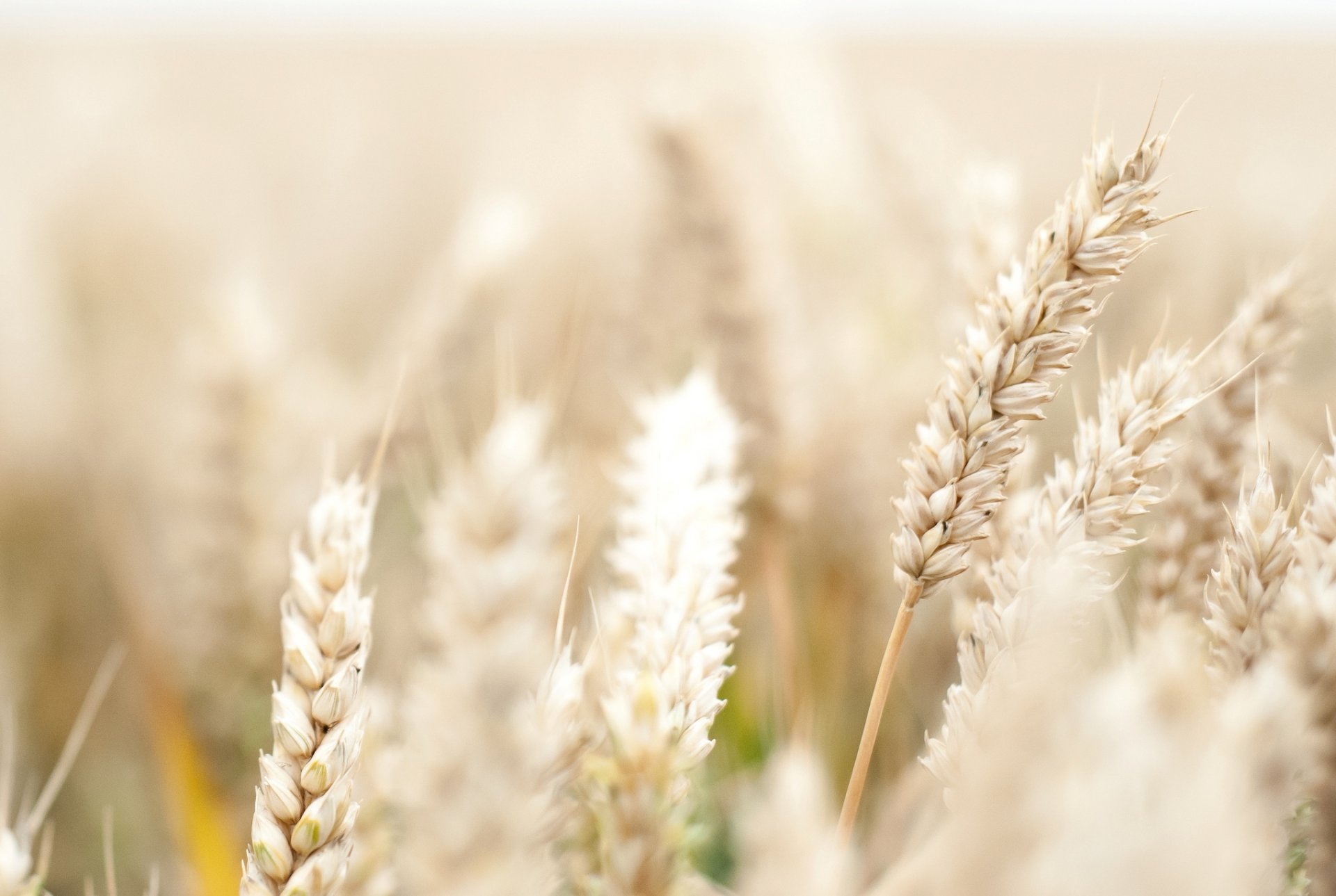 macro wheat rye ears spikelets spikelet field macro flowers flower flower pink petals background wallpaper widescreen fullscreen widescreen widescreen