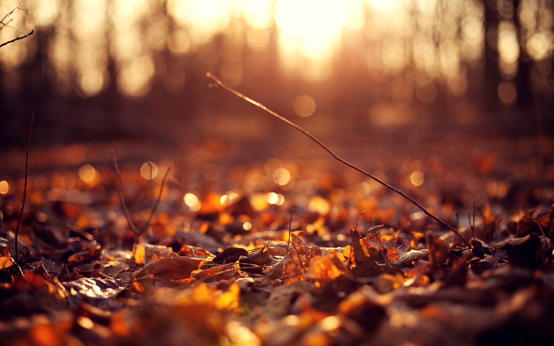 macro foglie volantini autunno sole sfondo fiori fiorellino fiore rosa petali carta da parati widescreen schermo intero widescreen widescreen