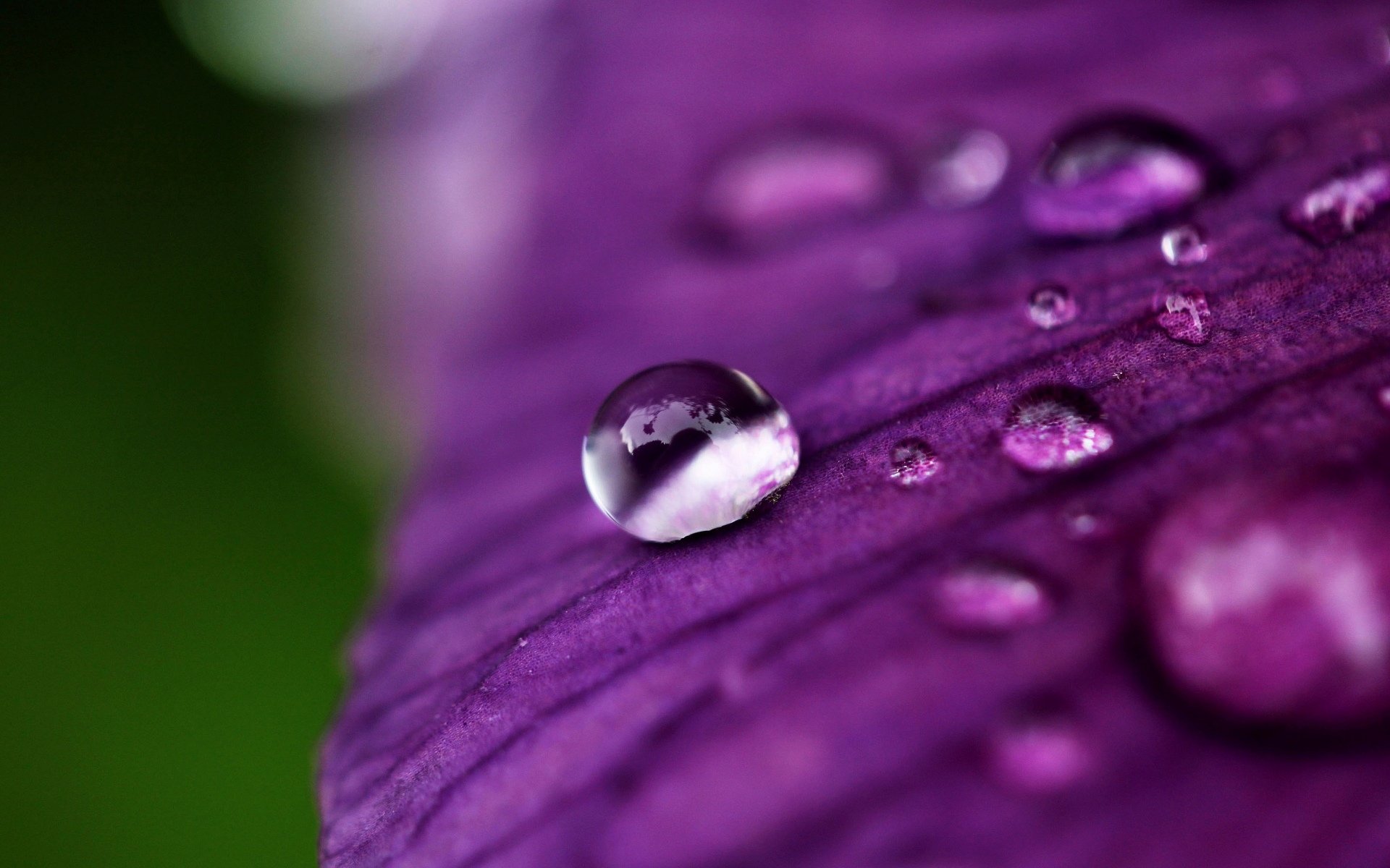 makro blumen blume blütenblatt tau wasser tropfen lila hintergrund tapete widescreen vollbild widescreen widescreen