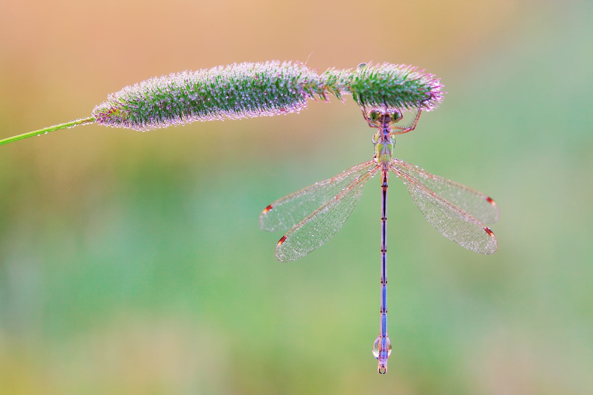 macro libellula erba rugiada gocce mattina sfondo