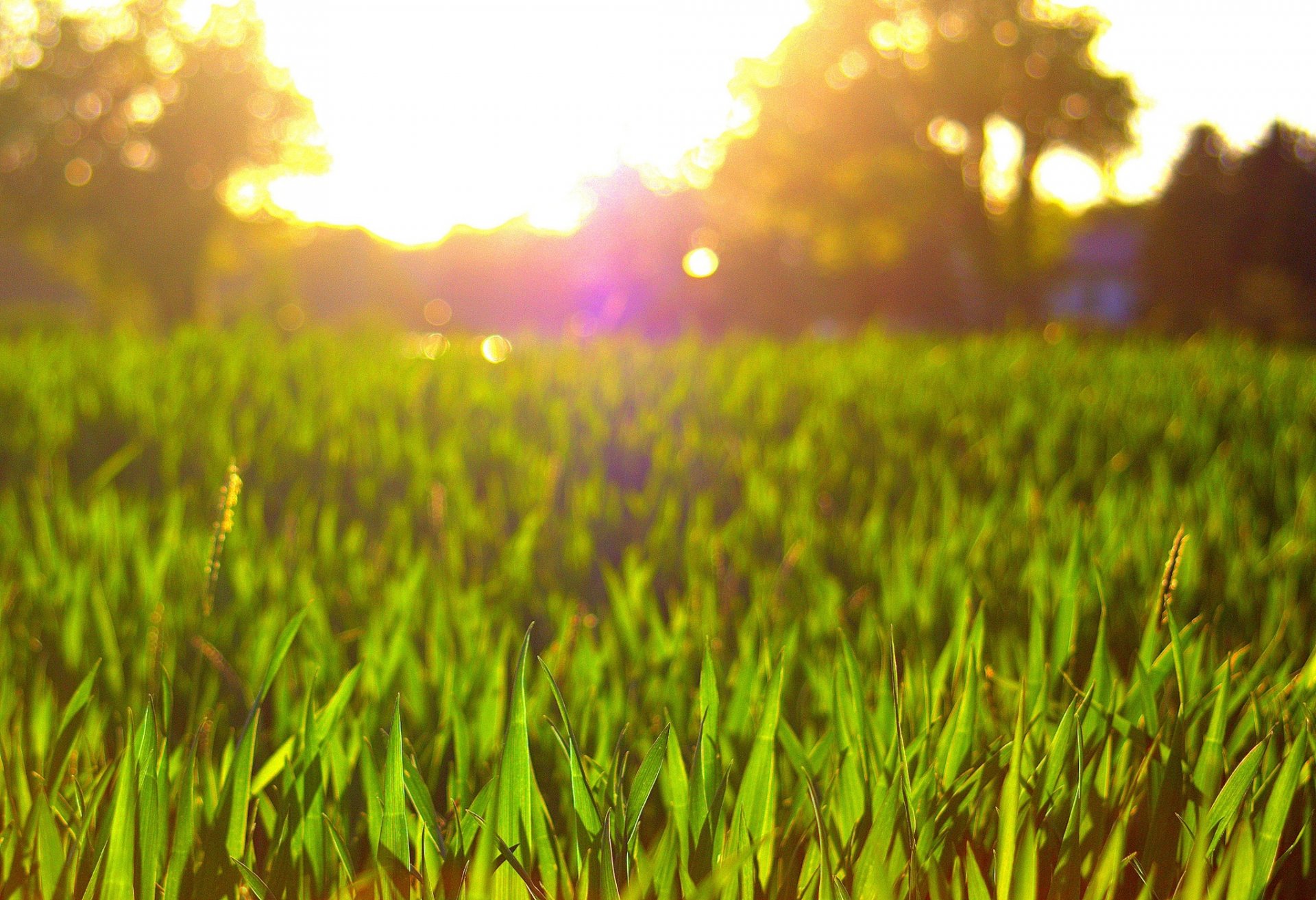 macro grass greenery meadow sun background flowers flower flower pink petals wallpaper widescreen fullscreen widescreen widescreen