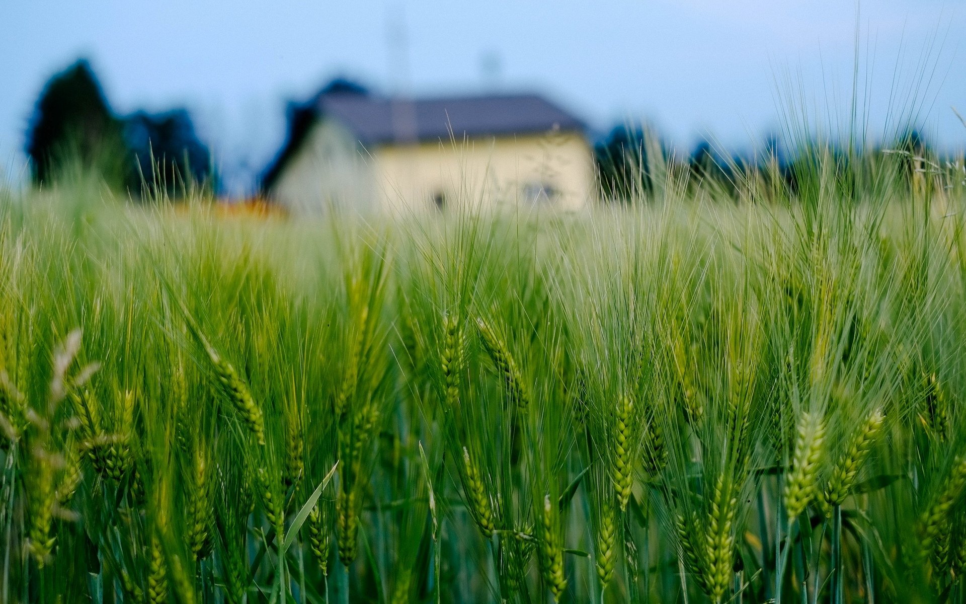 makro feld weizen roggen ohren ährchen haus haus hintergrund tapete widescreen vollbild widescreen widescreen