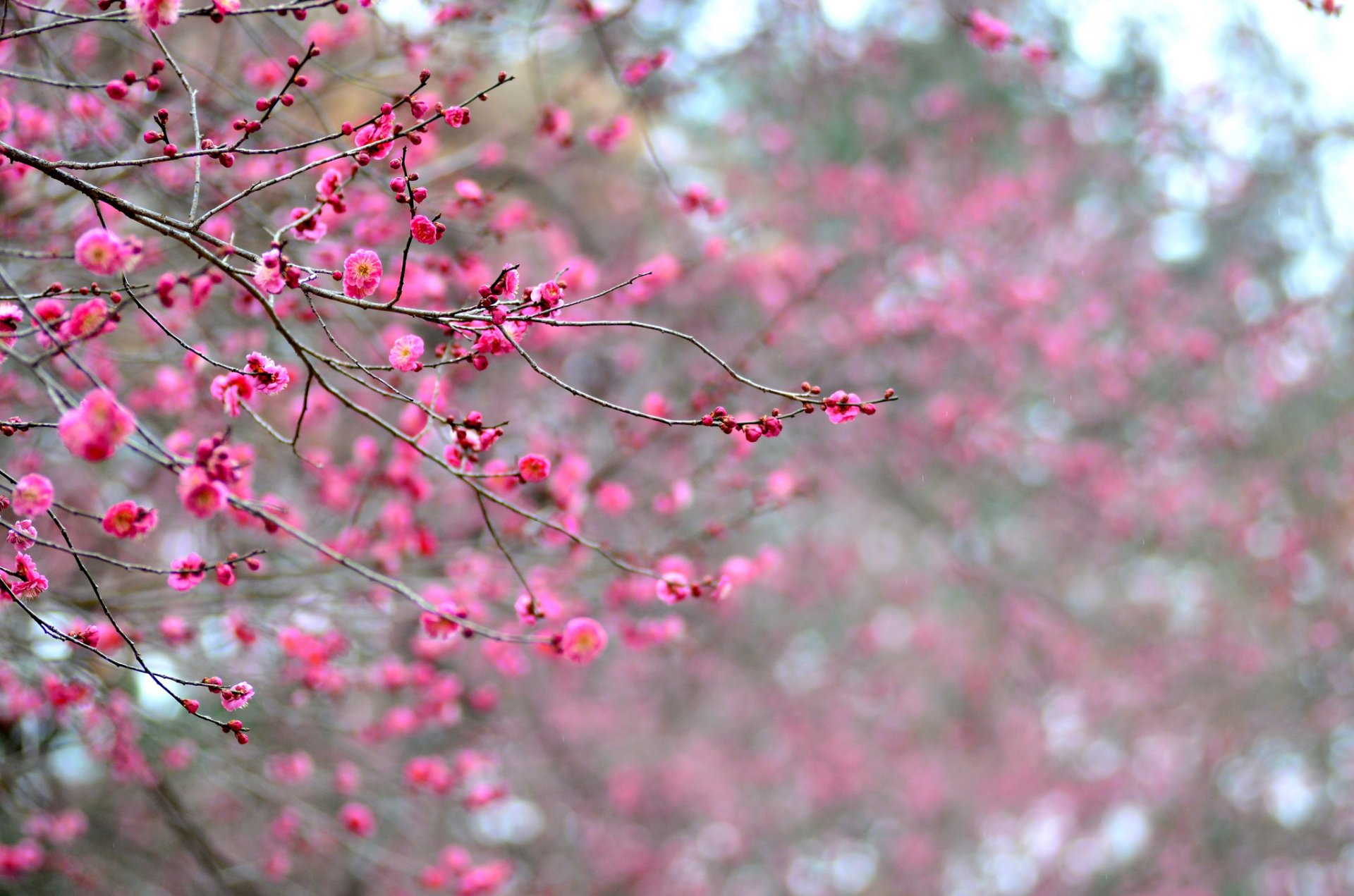 japan baum aprikose zweige blüte blumen rosa purpurrot blütenblätter makro fokus unschärfe