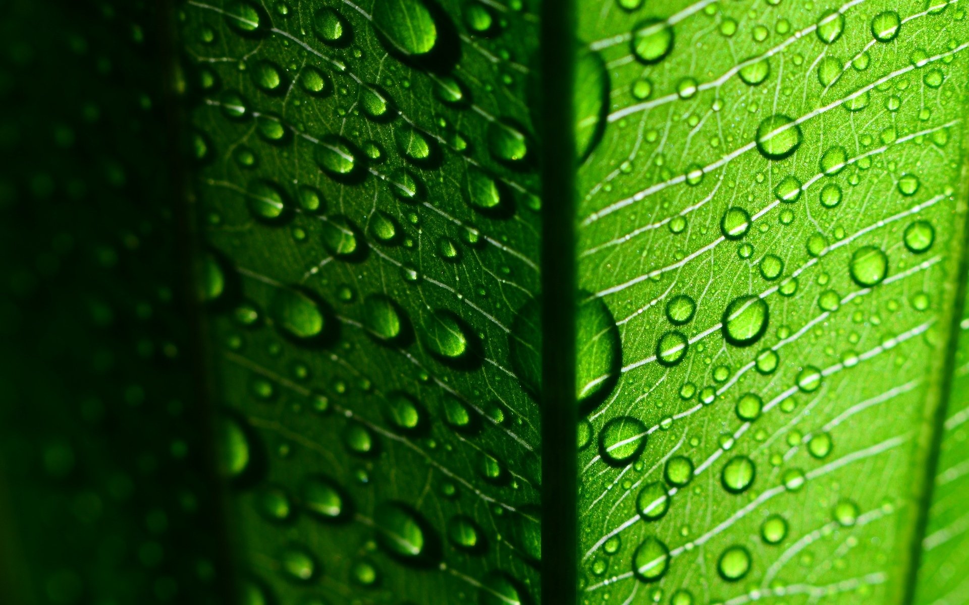 macro foglia foglia foglie gocce goccia rugiada acqua verde macro verde sfondo carta da parati widescreen schermo intero widescreen widescreen