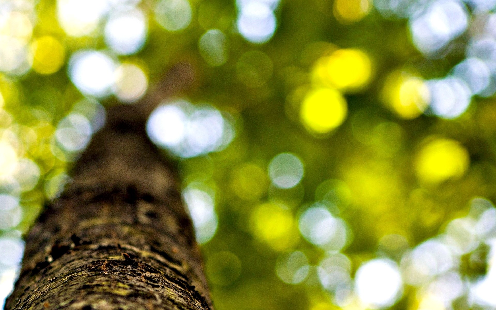 makro baum bäume rinde stamm blätter blätter laub unschärfe bokeh hintergrund tapete widescreen vollbild widescreen widescreen