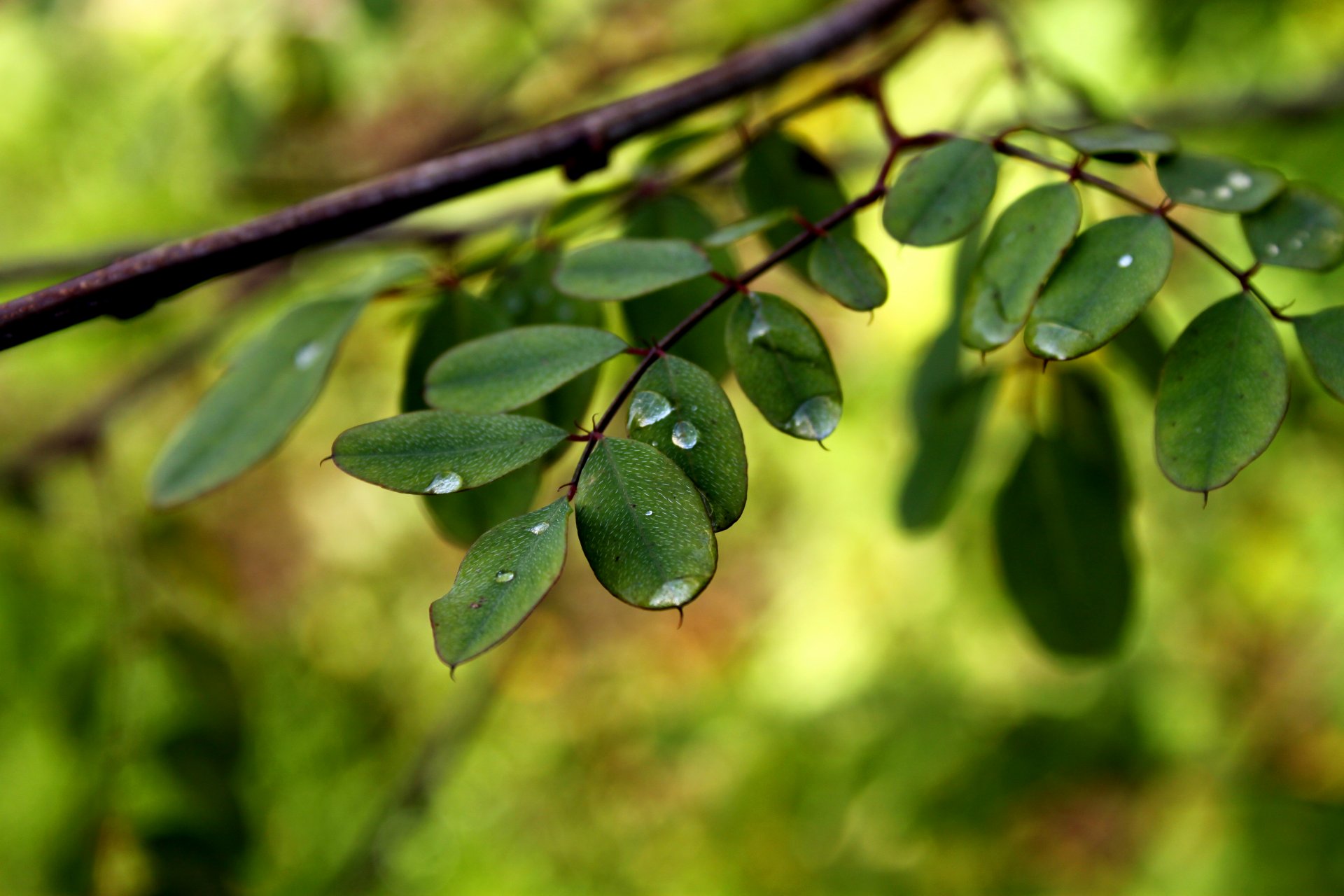 macro foglie volantini gocce rugiada acqua rami verde sfondo carta da parati widescreen schermo intero widescreen widescreen