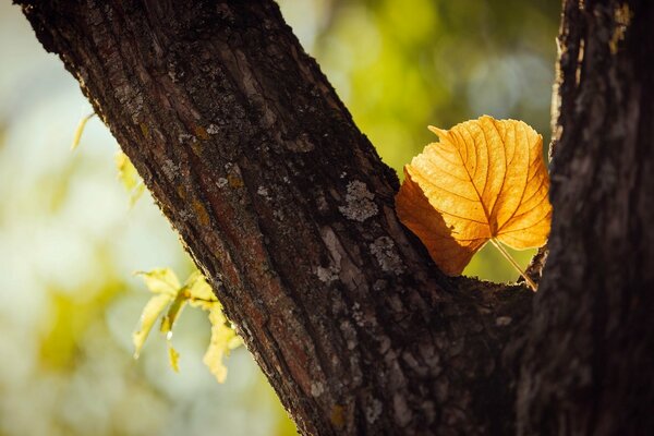 Feuille jaune floue sur l arbre