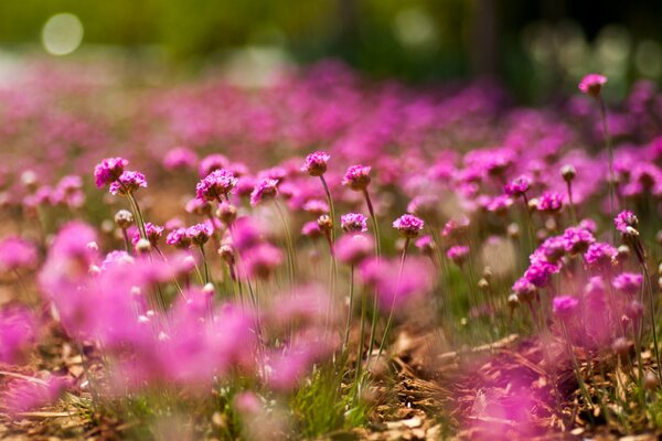 Macro disparo de pequeñas flores de color rosa