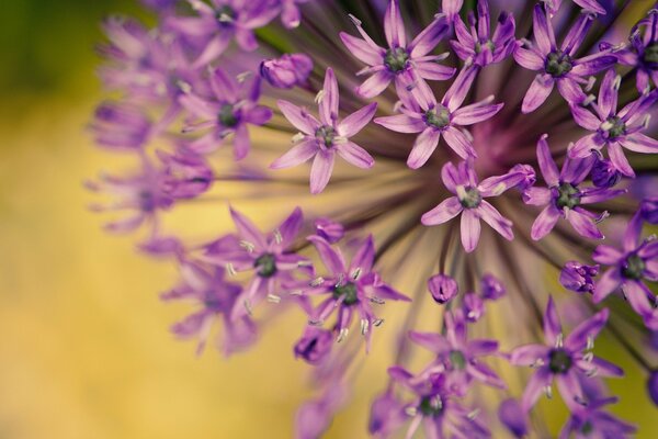 Foto macro di cipolle da giardino viola