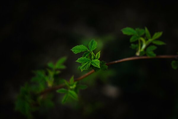 Leaves on a branch with a dark background