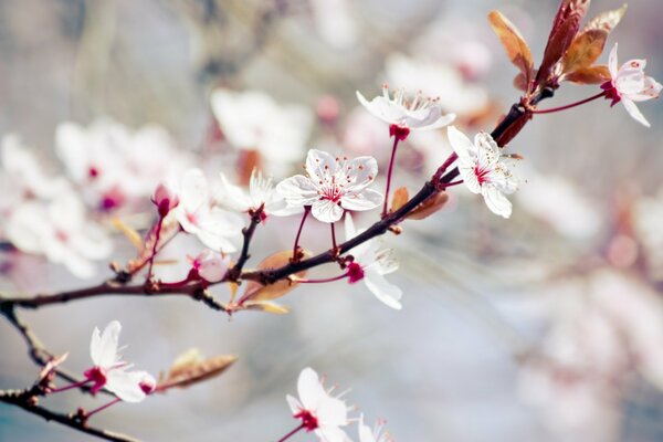 Printemps nature feuilles blanches