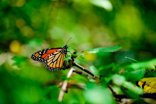 A butterfly sits on a leaf of a tree