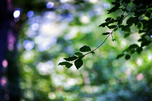 Riprese macro di un ramoscello nella foresta