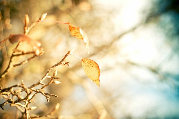 Macro de feuilles jaunes d automne