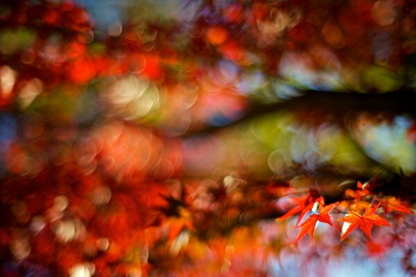 Rote Blätter am Baum