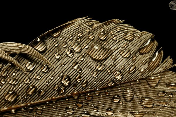 Water drops on a golden feather