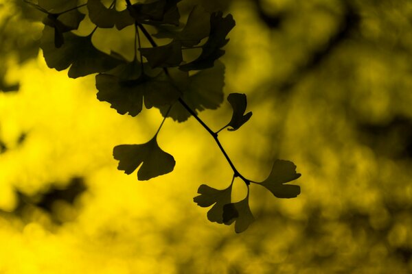 Primo piano di foglie su sfondo giallo-verde